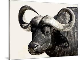 Cape Buffalo, Masai Mara National Reserve, Kenya, East Africa-James Hager-Stretched Canvas