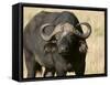 Cape Buffalo, Masai Mara National Reserve, Kenya-Sergio Pitamitz-Framed Stretched Canvas