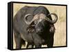 Cape Buffalo, Masai Mara National Reserve, Kenya-Sergio Pitamitz-Framed Stretched Canvas