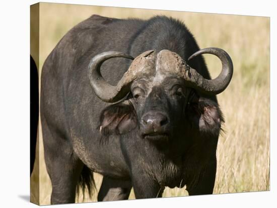 Cape Buffalo, Masai Mara National Reserve, Kenya-Sergio Pitamitz-Stretched Canvas