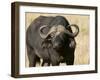 Cape Buffalo, Masai Mara National Reserve, Kenya-Sergio Pitamitz-Framed Photographic Print