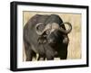 Cape Buffalo, Masai Mara National Reserve, Kenya-Sergio Pitamitz-Framed Photographic Print