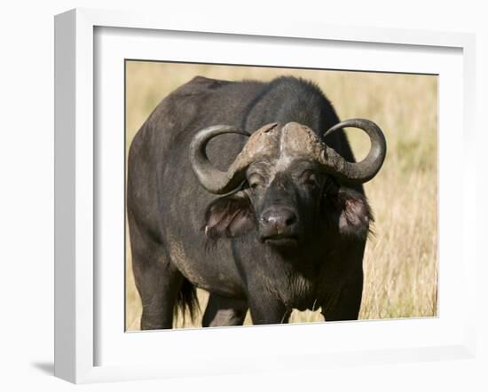 Cape Buffalo, Masai Mara National Reserve, Kenya-Sergio Pitamitz-Framed Photographic Print