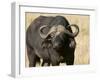 Cape Buffalo, Masai Mara National Reserve, Kenya-Sergio Pitamitz-Framed Photographic Print