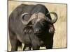 Cape Buffalo, Masai Mara National Reserve, Kenya-Sergio Pitamitz-Mounted Photographic Print