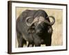 Cape Buffalo, Masai Mara National Reserve, Kenya-Sergio Pitamitz-Framed Photographic Print