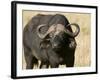 Cape Buffalo, Masai Mara National Reserve, Kenya-Sergio Pitamitz-Framed Photographic Print