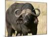 Cape Buffalo, Masai Mara National Reserve, Kenya-Sergio Pitamitz-Mounted Photographic Print