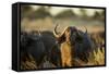 Cape Buffalo, Moremi Game Reserve, Botswana-Paul Souders-Framed Stretched Canvas