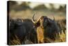 Cape Buffalo, Moremi Game Reserve, Botswana-Paul Souders-Stretched Canvas