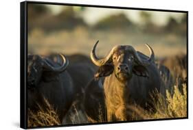 Cape Buffalo, Moremi Game Reserve, Botswana-Paul Souders-Framed Stretched Canvas