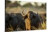 Cape Buffalo, Moremi Game Reserve, Botswana-Paul Souders-Stretched Canvas