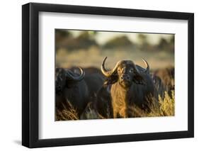 Cape Buffalo, Moremi Game Reserve, Botswana-Paul Souders-Framed Photographic Print