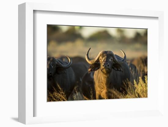 Cape Buffalo, Moremi Game Reserve, Botswana-Paul Souders-Framed Photographic Print