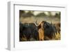 Cape Buffalo, Moremi Game Reserve, Botswana-Paul Souders-Framed Photographic Print