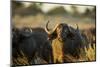 Cape Buffalo, Moremi Game Reserve, Botswana-Paul Souders-Mounted Photographic Print
