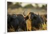 Cape Buffalo, Moremi Game Reserve, Botswana-Paul Souders-Framed Photographic Print