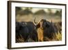 Cape Buffalo, Moremi Game Reserve, Botswana-Paul Souders-Framed Photographic Print