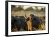 Cape Buffalo, Moremi Game Reserve, Botswana-Paul Souders-Framed Photographic Print