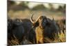 Cape Buffalo, Moremi Game Reserve, Botswana-Paul Souders-Mounted Photographic Print