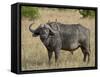 Cape Buffalo or African Buffalo with Yellow-Billed Oxpecker-James Hager-Framed Stretched Canvas
