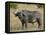 Cape Buffalo or African Buffalo with Yellow-Billed Oxpecker-James Hager-Framed Stretched Canvas