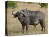 Cape Buffalo or African Buffalo with Yellow-Billed Oxpecker-James Hager-Stretched Canvas