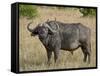 Cape Buffalo or African Buffalo with Yellow-Billed Oxpecker-James Hager-Framed Stretched Canvas