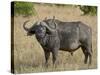 Cape Buffalo or African Buffalo with Yellow-Billed Oxpecker-James Hager-Stretched Canvas