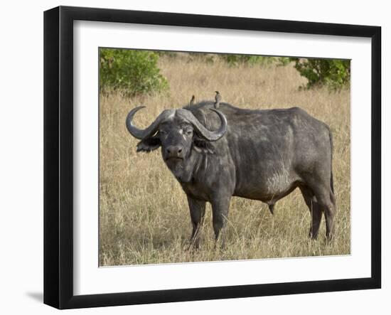 Cape Buffalo or African Buffalo with Yellow-Billed Oxpecker-James Hager-Framed Photographic Print