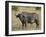 Cape Buffalo or African Buffalo with Yellow-Billed Oxpecker-James Hager-Framed Photographic Print