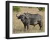 Cape Buffalo or African Buffalo with Yellow-Billed Oxpecker-James Hager-Framed Photographic Print