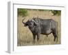 Cape Buffalo or African Buffalo with Yellow-Billed Oxpecker-James Hager-Framed Photographic Print