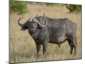 Cape Buffalo or African Buffalo with Yellow-Billed Oxpecker-James Hager-Mounted Photographic Print