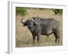 Cape Buffalo or African Buffalo with Yellow-Billed Oxpecker-James Hager-Framed Photographic Print