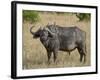 Cape Buffalo or African Buffalo with Yellow-Billed Oxpecker-James Hager-Framed Photographic Print