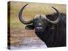 Cape Buffalo, Syncerus Caffer, Addo Elephant National Park, South Africa, Africa-Steve & Ann Toon-Stretched Canvas