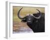 Cape Buffalo, Syncerus Caffer, Addo Elephant National Park, South Africa, Africa-Steve & Ann Toon-Framed Photographic Print