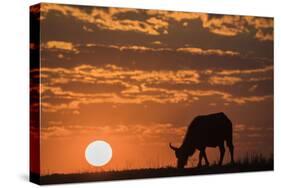 Cape buffalo (Syncerus caffer) at sunset, Chobe National Park, Botswana-Ann and Steve Toon-Stretched Canvas