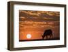 Cape buffalo (Syncerus caffer) at sunset, Chobe National Park, Botswana-Ann and Steve Toon-Framed Photographic Print