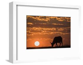 Cape buffalo (Syncerus caffer) at sunset, Chobe National Park, Botswana-Ann and Steve Toon-Framed Photographic Print