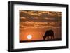 Cape buffalo (Syncerus caffer) at sunset, Chobe National Park, Botswana-Ann and Steve Toon-Framed Photographic Print