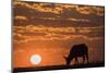 Cape buffalo (Syncerus caffer) at sunset, Chobe National Park, Botswana-Ann and Steve Toon-Mounted Photographic Print