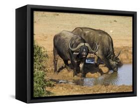Cape Buffalo, Syncerus Caffer, at Water, Addo Elephant National Park, South Africa, Africa-Steve & Ann Toon-Framed Stretched Canvas
