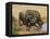 Cape Buffalo, Syncerus Caffer, at Water, Addo Elephant National Park, South Africa, Africa-Steve & Ann Toon-Framed Stretched Canvas