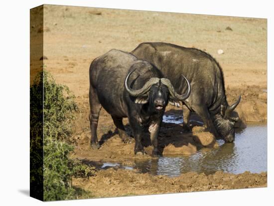 Cape Buffalo, Syncerus Caffer, at Water, Addo Elephant National Park, South Africa, Africa-Steve & Ann Toon-Stretched Canvas