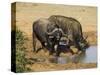 Cape Buffalo, Syncerus Caffer, at Water, Addo Elephant National Park, South Africa, Africa-Steve & Ann Toon-Stretched Canvas
