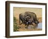 Cape Buffalo, Syncerus Caffer, at Water, Addo Elephant National Park, South Africa, Africa-Steve & Ann Toon-Framed Photographic Print