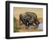 Cape Buffalo, Syncerus Caffer, at Water, Addo Elephant National Park, South Africa, Africa-Steve & Ann Toon-Framed Photographic Print