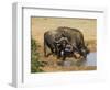 Cape Buffalo, Syncerus Caffer, at Water, Addo Elephant National Park, South Africa, Africa-Steve & Ann Toon-Framed Photographic Print